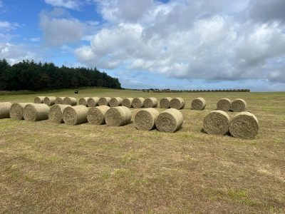 hay