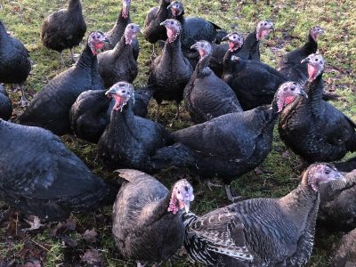 turkey